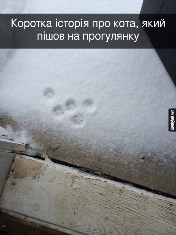 Прикол Кіт вийшов на прогулянку. Коротка історія про кота, який пішов на прогулянку. Котячі сліди на снігу. Тобто кіт вийшов на сніг і одразу забіг до хати