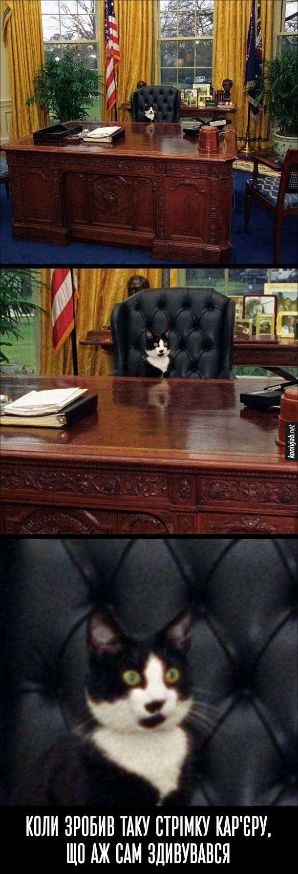 Прикол. Кіт в кріслі президента США. Коли зробив таку стрімку кар'єру, що аж сам здивувався