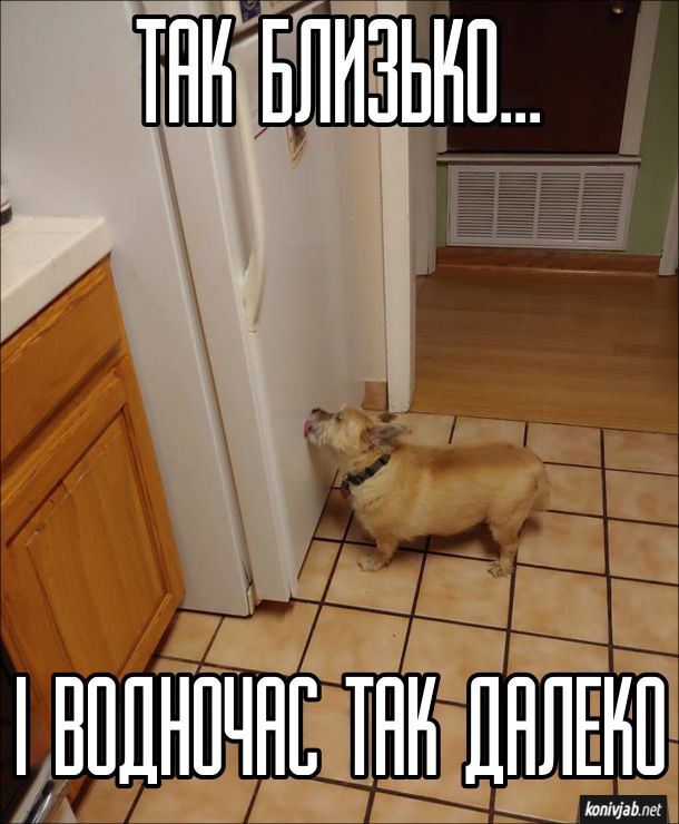 Пес і холодильник. Пес облизує дверцята холодильника. Так близько.. і водночас так далеко (їжа)