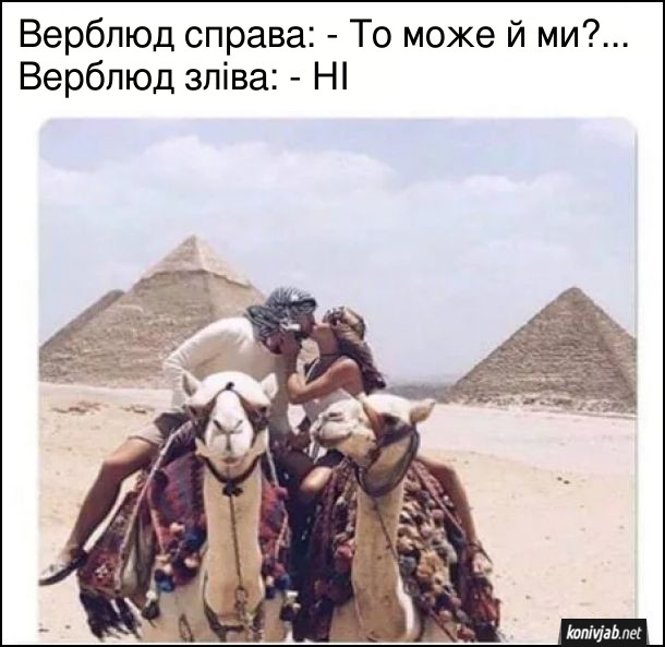 Жарт про верблюдів. Вершник і вершниця на верблюдах цілуються на тлі пірамід. Верблюд справа: - То може й ми?... Верблюд зліва: - НІ