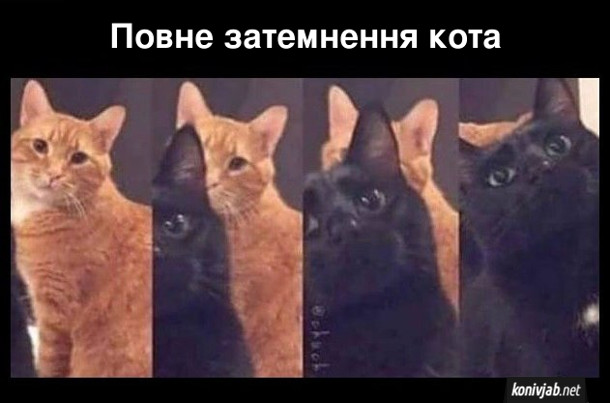 Прикол про двох котів. Повне затемнення кота. Рудого кота затіняє чорний кіт