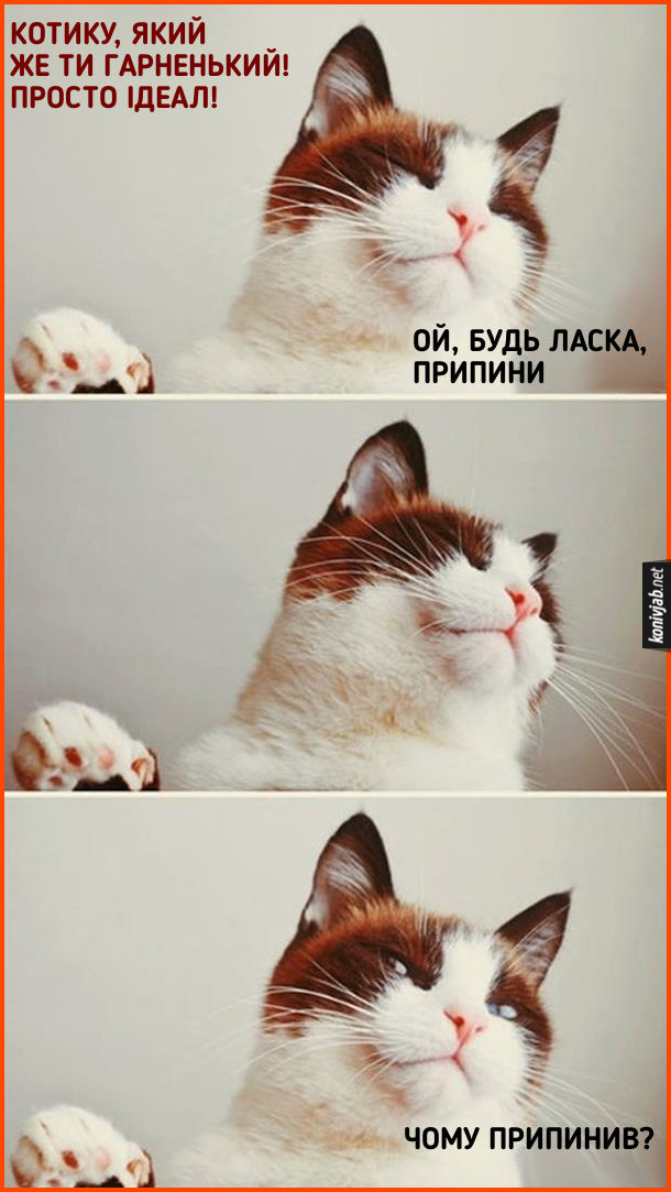 Прикол Коли кота хвалять. До кота кажуть: - Котику, який же ти гарненький! Просто ідеал! Кіт: - Ой, будь ласка, припини... Чому припинив?