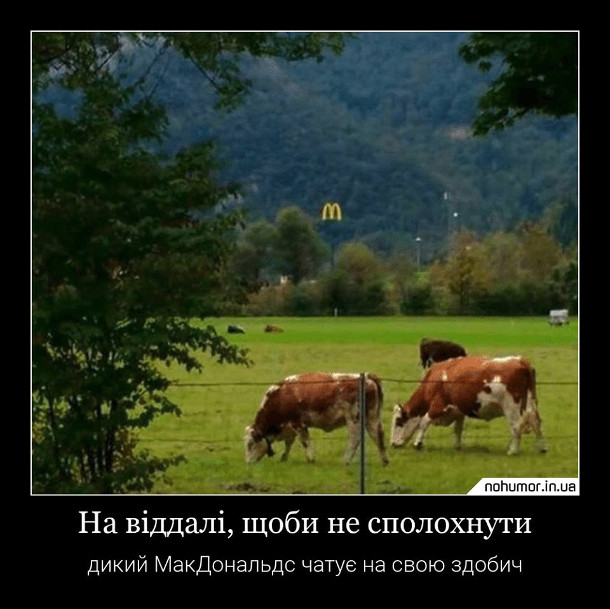 Прикол МакДональдс і корови. На віддалі, щоби не сполохнути, дикий МакДональдс чатує на всою здобич. На галявині пасуться корови, а позаду виглядає вивіска McDonald's