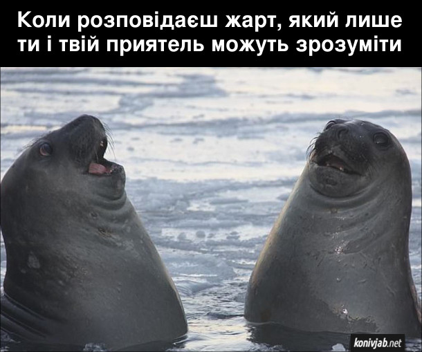 Прикол Два тюлені ніби сміються Коли розповідаєш жарт, який лише ти і твій приятель можуть зрозуміти