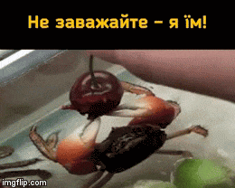 Гіфка Краб їсть черешню. Не заважайте - я їм!
