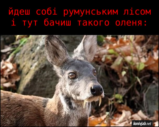 Прикол Олень-вампір. Йдеш собі румунським лісом
і тут бачиш такого оленя з іклами, неначе у вампіра. Це олень кабарга