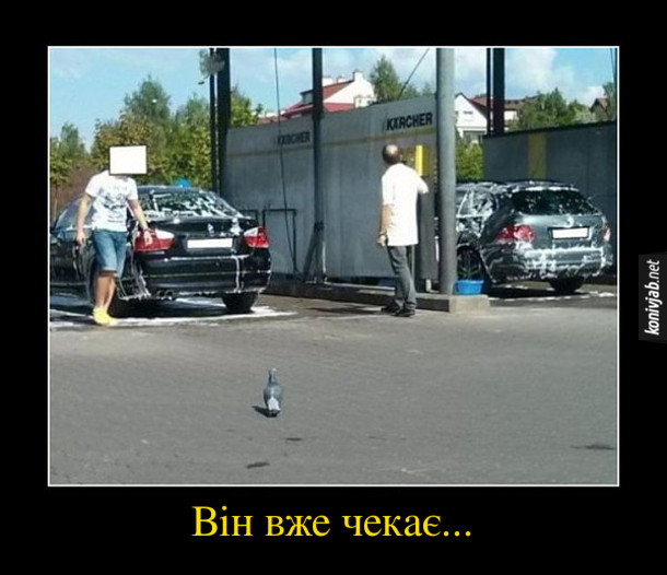 Демотиватор Голуб. Біля автомийки стоїть голуб. Він вже чекає... (щоб напаскудити на помиту машину)
