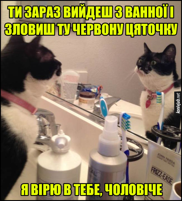 Прикол Кіт дивиться в дзеркало. Кіт дивиться в своє відображення в дзеркалі і каже: - Ти зараз вийдеш з ванної і зловиш ту червону цяточку. Я вірю в тебе, чоловіче