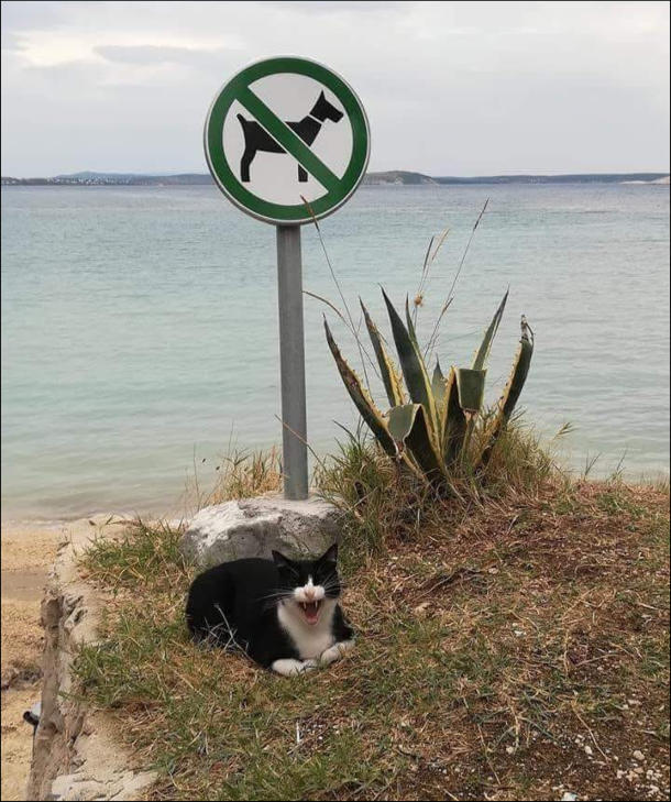 Прикол На пляжі знак Без собак. Під ним сидить кіт і роззявив рота, ніби регоче