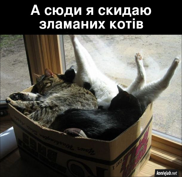 Смішна картинка Коти в коробці. А сюди я скидаю зламаних котів