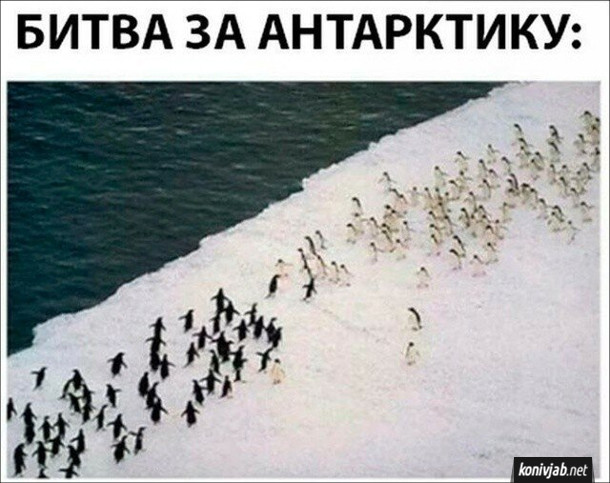 Смішна картинка про пінгвінів. Битва за Антарктику. Два стада пінгвінів біжать назустріч одне одному