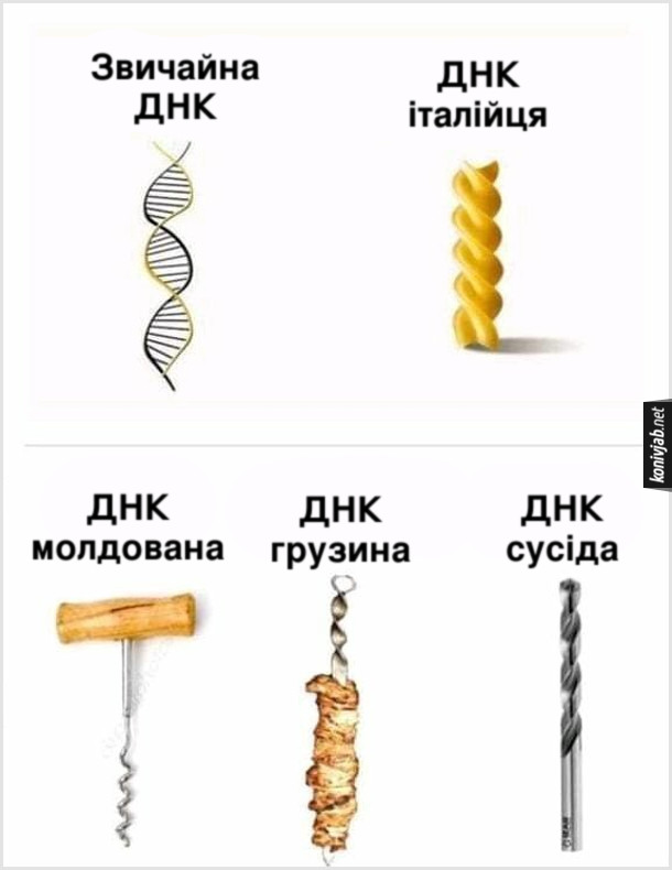 Жарт про ДНК. Звичайна ДНК, ДНК італійця (макаронина), ДНК молдована (штопор), ДНК грузина (шашлик), ДНК сусіда (свердло)