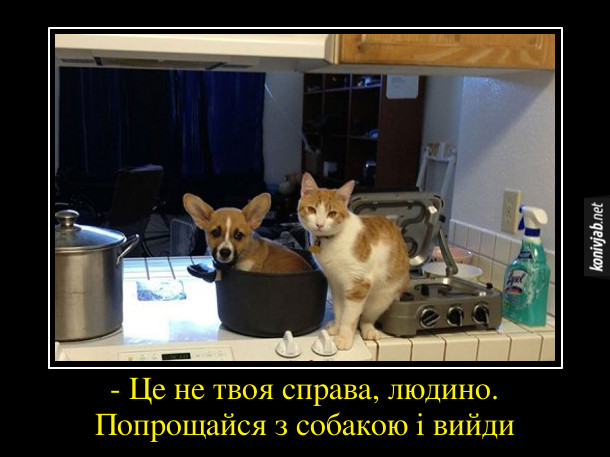 Смішне про кота і собаку. Застали на кухні кота біля плити, песик сидить в каструлі. Кіт: - Це не твоя справа, людино. Попрощайся з собакою і вийди