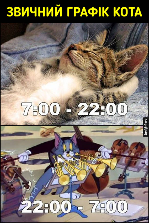 Прикол кіт вночі. Звичний графік кота. З 7:00 до 22:00 кіт спить. З 22:00 до 7:00 кіт буянить (кадр з"Том і Джері", де том грає на кількох музичних інструментах одночасно)