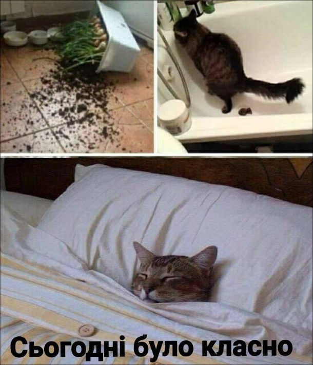 Прикол Типовий день кота. Кіт скинув на підлогу розсаду, наклав у ванній. Потім ввечері коли ліг в ліжко, задоволено промовив: - Сьогодні класно було