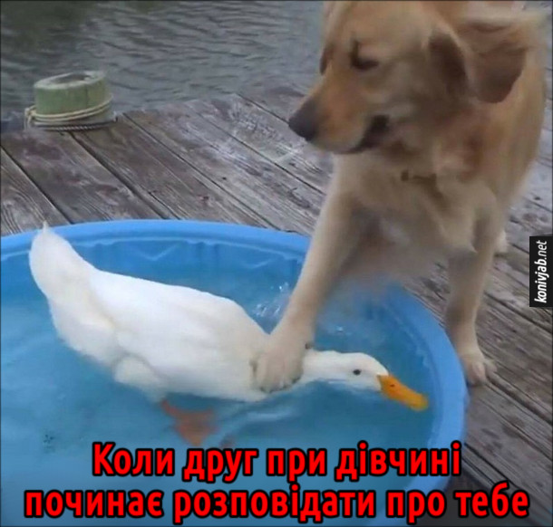 Прикол Собака і качка. Пес тримає голову качки під водою. Коли друг при дівчині починає розповідати про тебе