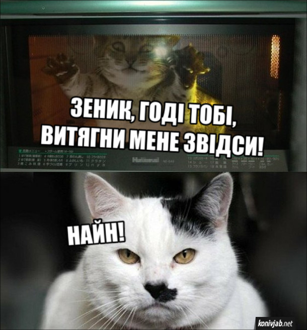Жарт про двох котів. Кіт в духовці: - Зеник, годі тобі, витягни мене звідси! Кіт, схожий на Гітлера: - Найн!