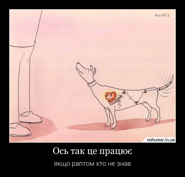 Смішний малюнок Чому собака махає хвостом. 