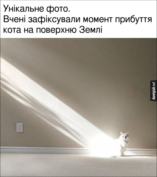 Мем Кіт і сонячне проміння. Унікальне фото. Вчені зафіксували момент прибуття кота на поверхню Землі