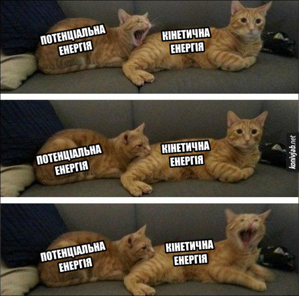 Фізичний мем. На прикладі двох котів показано, як потенціальна енергія переходить в кінетичну