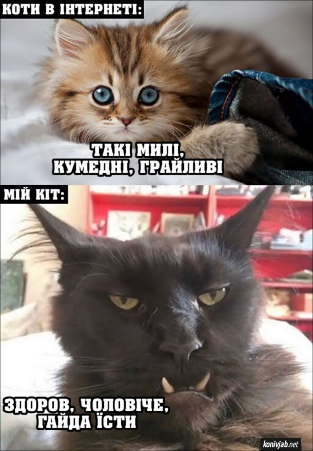 Прикол Страшний кіт. Коти в інтернеті: Такі милі, кумедні, грайливі. Мій кіт: - Здоров, чоловіче, гайда їсти