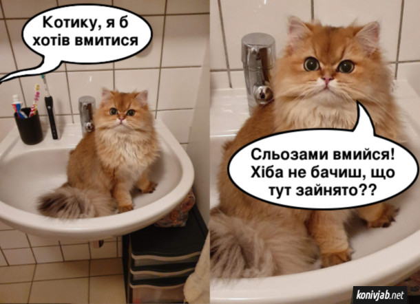 Прикол Кіт в умивальнику. Господар до нього: - Котику, я б хотів вмитися. Кіт: - Сльозами вмийся! Хіба не бачиш, що тут зайнято??