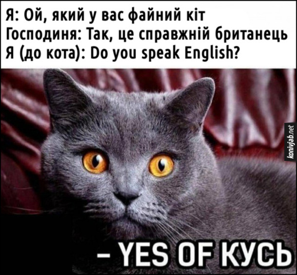 Мем Британський кіт. Я: Ой, який у вас файний кіт. Господиня: Так, це справжній британець. Я (до кота): Do you speak English? Кіт:  Yes of кусь.