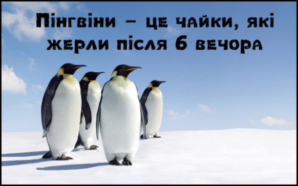 Анекдот про пінгвінів. Пінгвіни - це чайки, які жерли після 6 вечора