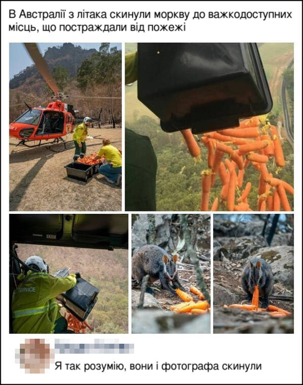 Прикол Порятунок тварин в Австралії. В Австралії з літака скинули моркву до важкодоступних місць, що постраждали від пожежі. Коментар: Я так розумію, вони і фотографа скинули