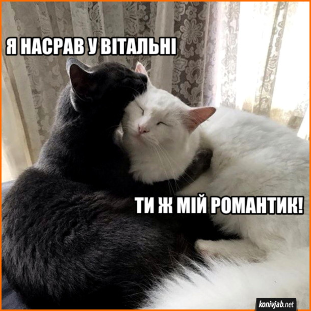Прикол Романтика в котів. Кіт: - Я насрав у вітальні. Кішка: - Ти ж мій романтик!