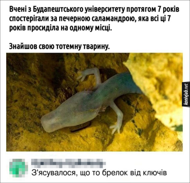 Жарт про саламандру. Пост в соцмережі: Вчені з Будапештського університету протягом 7 років спостерігали за печерною саламандрою, яка всі ці 7 років просиділа на одному місці. Знайшов свою тотемну тварину. Коментар: З'ясувалося, що то брелок від ключів