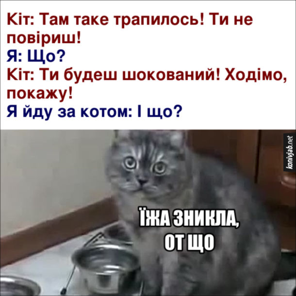 Прикол Кіт веде до порожньої миски. Кіт: Там таке трапилось! Ти не повіриш! Я: Що? Кіт: Ти будеш шокований! Ходімо, покажу! Я йду за котом: І що? Кіт: Їжа зникла, от що