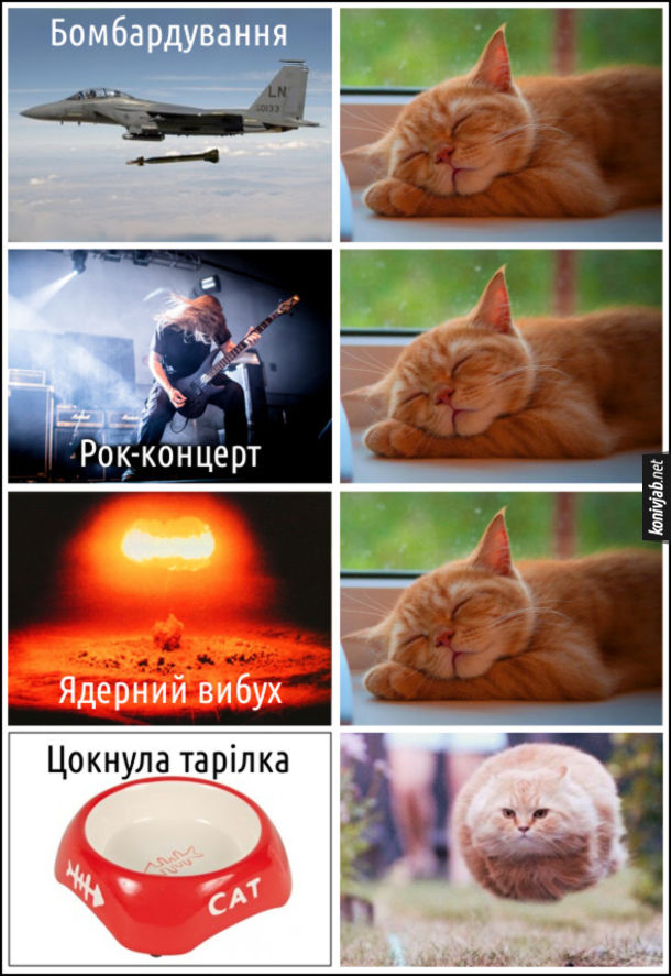 Мем Кіт спить. Бомбардування, рок-концерт, ядерний вибух - кіт спить. Цокнула тарілка - кіт біжить