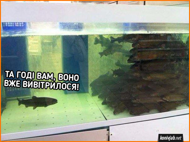 Прикол в акваріумі. Одна рибина в одному кутку акваріуму, а всі інші  згрудилися в іншому кутку. Ця рибина: Та годі вам, воно вже вивітрилося!
