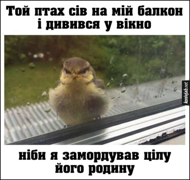 Прикол Люте пташеня. Той птах сів на мій балкон і дивився у вікно ніби я замордував цілу його родину