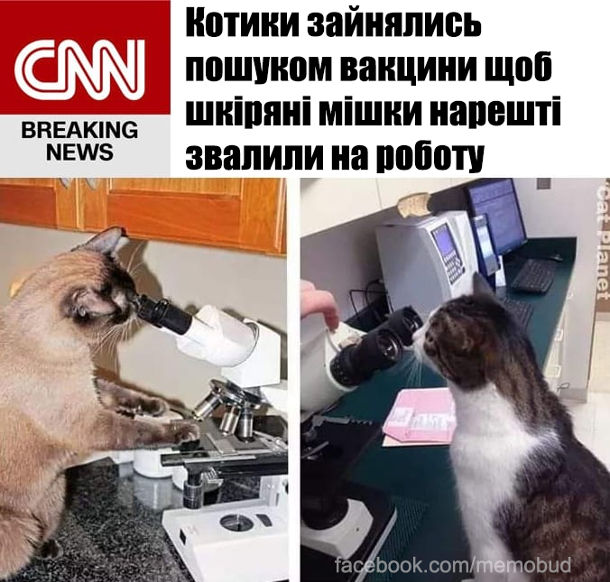 Котики зайнялись пошуком вакцини щоб шкіряні мішки нарешті звалили на роботу