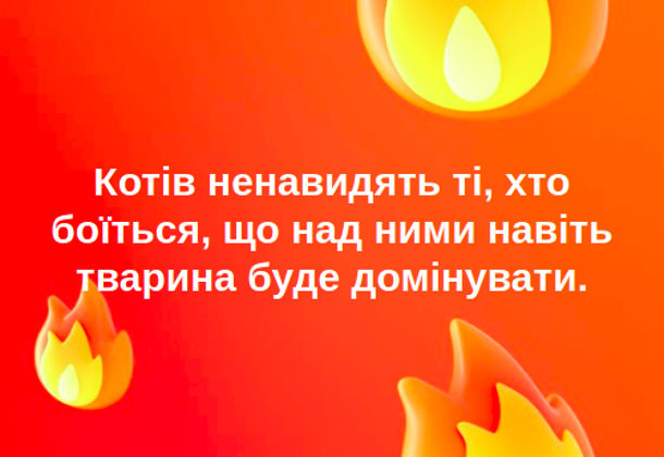 Чому не люблять котів. Котів ненавидять ті, хто боїться, що над ними навіть тварина буде домінувати.