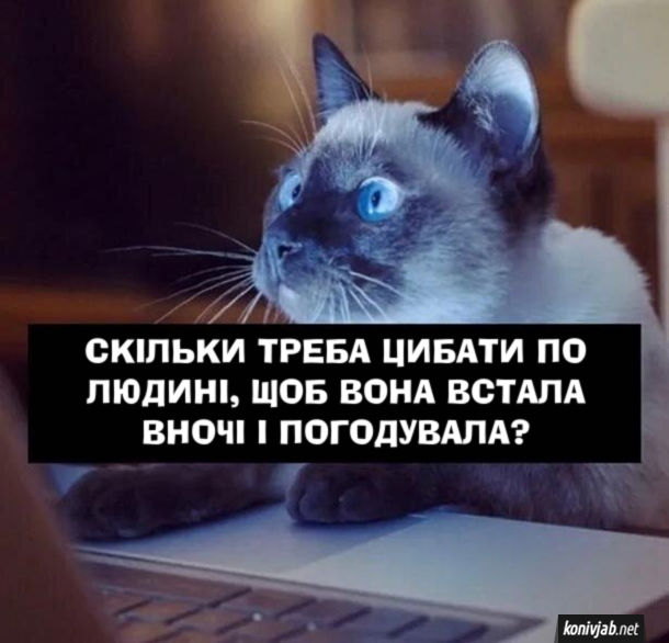 Кіт шукає в інтернеті: "Скільки треба цибати по людині, щоб вона встала вночі і погодувала?