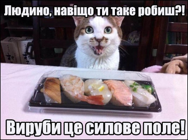 Прикол Кіт за столом. Кіт не може з'їсти їжу на тарілці, бо вона накрита прозорою пластиковою кришкою. Кіт: - Людино, навіщо ти на ке робиш?! Вируби це силове поле!