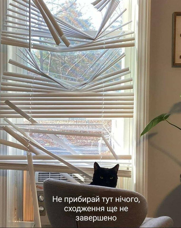 Смішна фотка Кіт зламав жалюзі на вікні. "Не прибирай тут нічого, сходження ще не завершено"