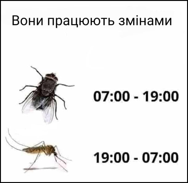 Прикол Мухи і комарі. Вони працюють змінами Мухи 07:00 - 19:00. Комарі 19:00 - 07:00