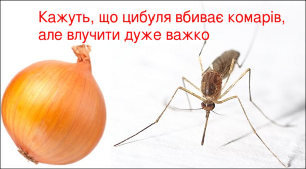 Кажуть, що цибуля вбиває комарів, але влучити дуже важко