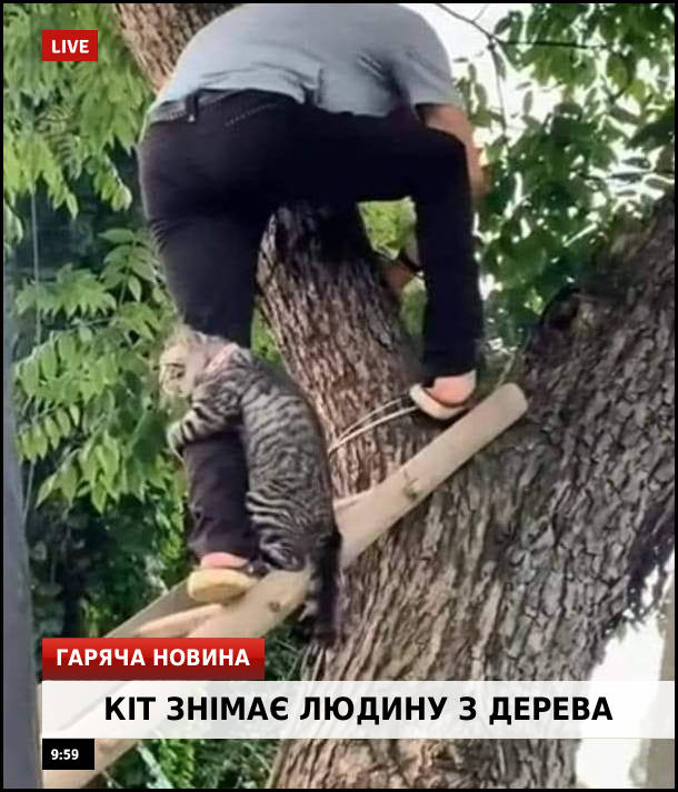 Смішне фото Кота знімають з дерева. Гаряча новина:Кіт знімає людину з дерева