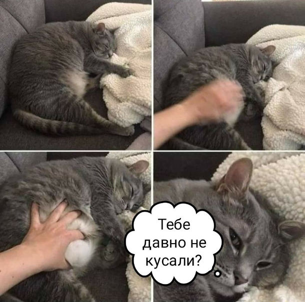 Мем розбудили кота. Кіт: - Тебе давно не кусали?