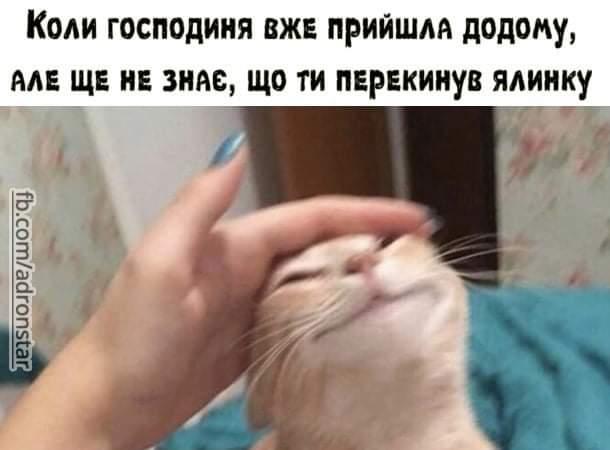 Смішна картинка Кіт нашкодив. Коли господиня вже прийшла додому, але ще не знає, що ти перекинув ялинку.