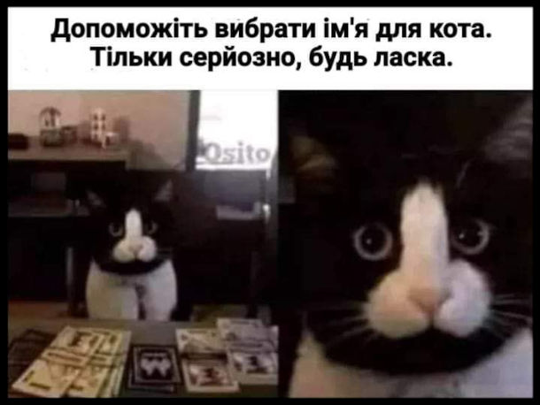 Смішна фотка Кіт з плямою у формі пеніса. Допоможіть вибрати ім'я для кота. Тільки серйозно, будь ласка.