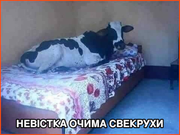 Прикол Невістка очима свекрухи: корова, що розляглась на ліжку