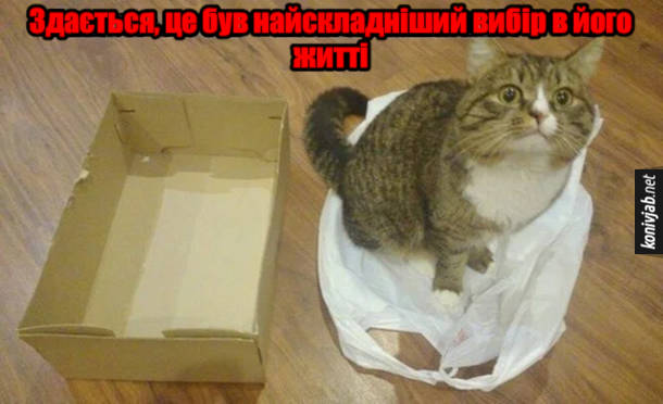 Мем Кіт коробка і пакет. Здається, це був найскладніший вибір в його житті