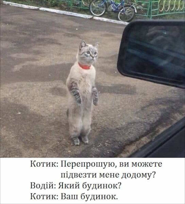 Мем Кіт проситься в машину. Котик: Перепрошую, ви можете підвести мене додому? Водій: Який будинок? Котик: Ваш будинок.