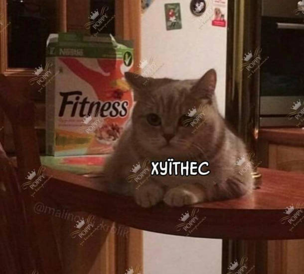 Мем Жирний кіт. Кіт сидить біля коробки Fitness. Кіт - Хуїтнес
